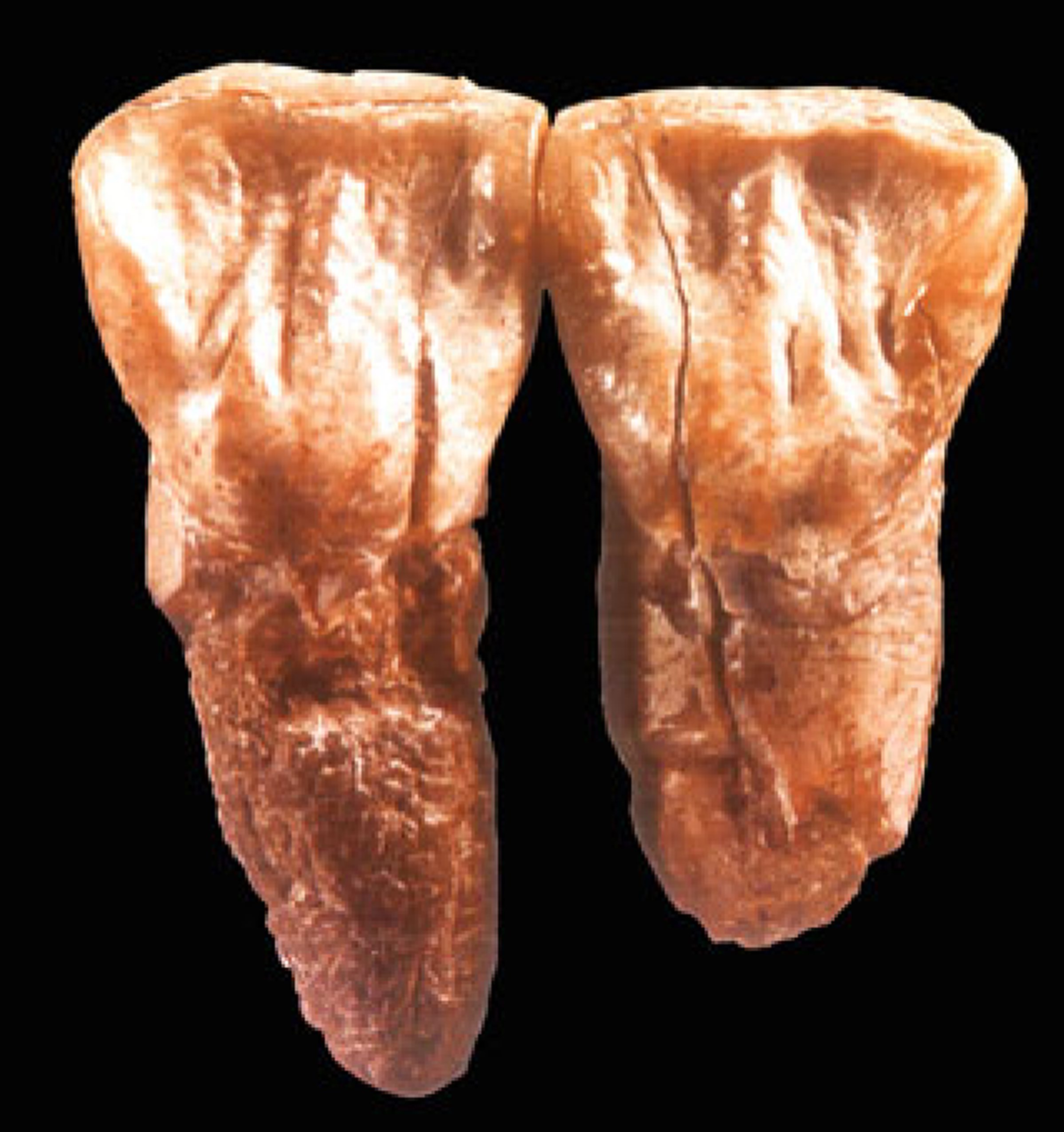 元谋人牙齿(引自朱日祥等论文)禄丰古猿的雌(左)雄(右)头骨西瓦古猿