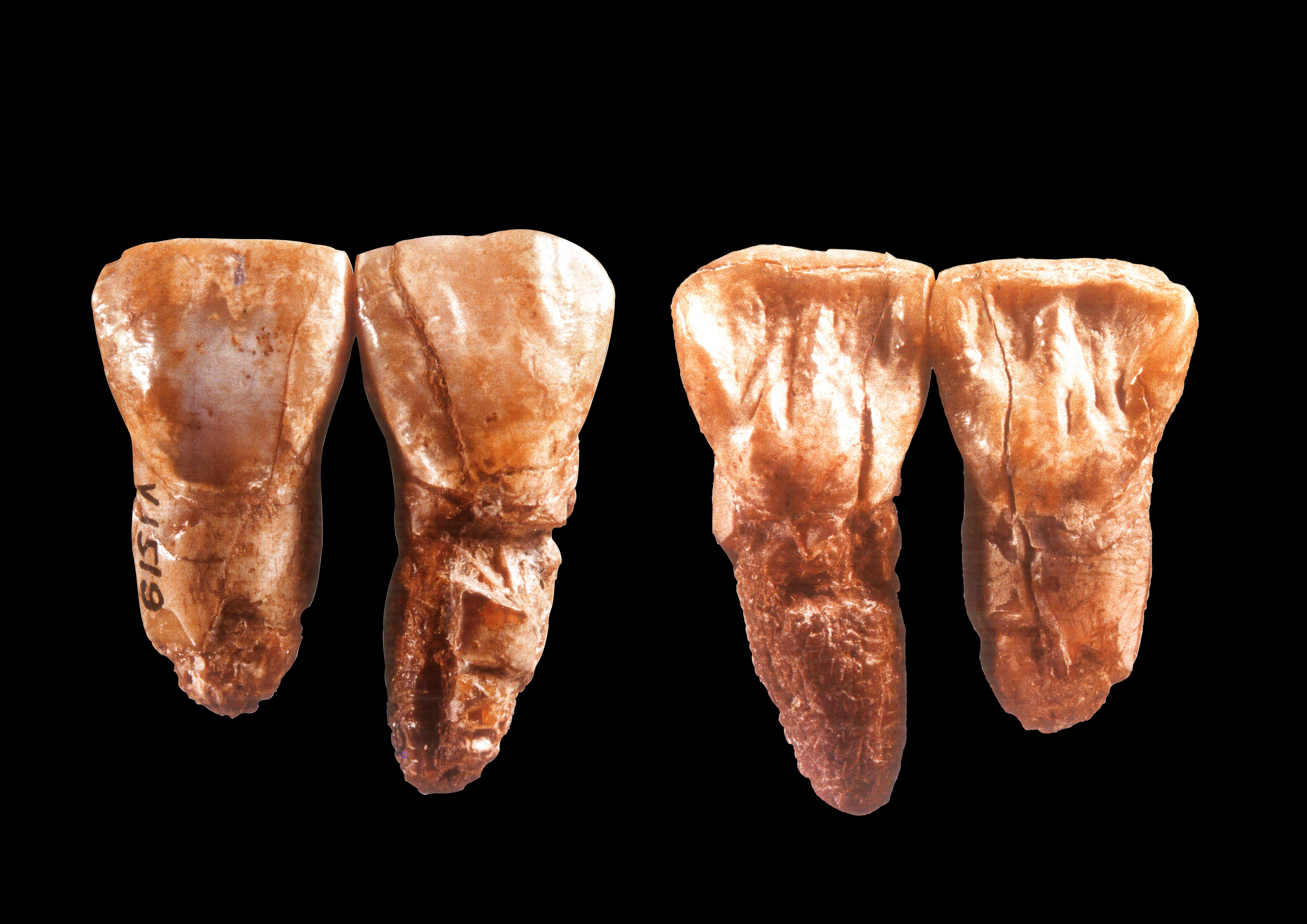 瑞典乌布萨拉大学古生物博物馆共发现4枚周口店北京人牙齿化石 - 神秘的地球 科学|自然|地理|探索